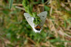 moth-1