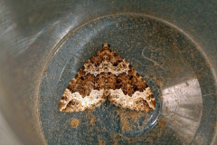 moth-10