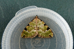 moth-11