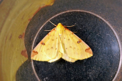 moth-12