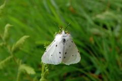 moth-2