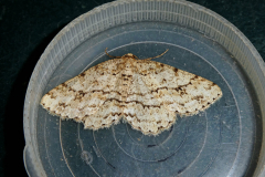 moth-3