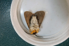 moth-4