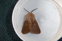 moth-5