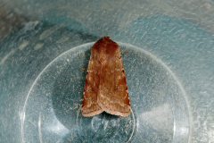 moth-6
