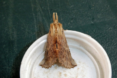 moth-7