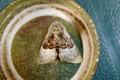 moth-8