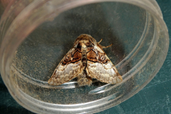 moth-9