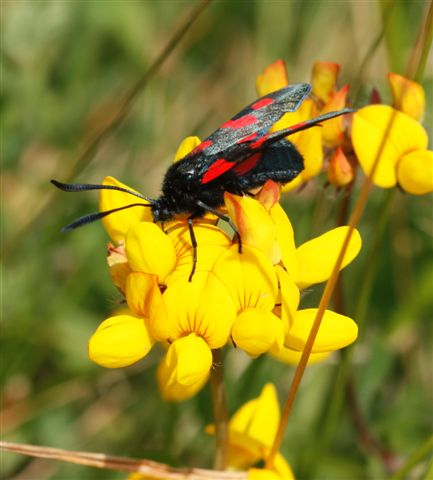 bee on gorse