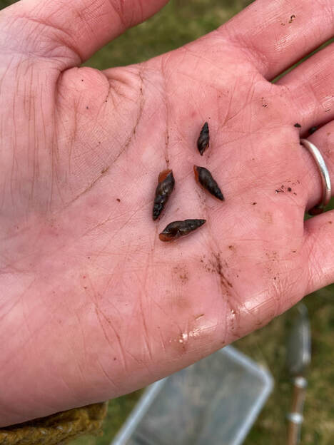 pond mud snails